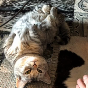 愛猫ねエサ要求ポーズの画像