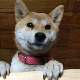 福ちゃん、ハーイの画像