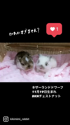 11/19生まれのネザーちゃんⅡ♪の記事動画