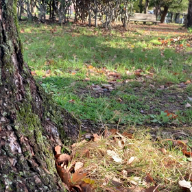 朝の公園の画像