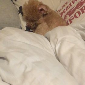 寝言犬の画像