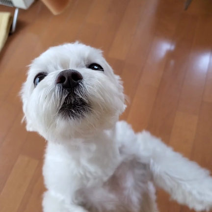 おやつほしすぎすーちゃんの記事動画