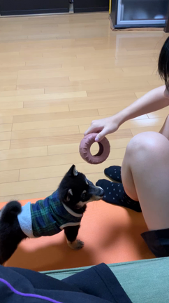 持ってこいが出来るようになった！&犬用の歯磨きガムに挑戦！我が家のわんこ♡ワンちゃん・豆柴・犬の記事動画