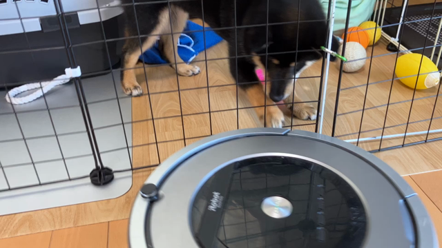 お掃除ロボット・ルンバと格闘するわんこ「さく」⭐︎我が家のわんこ・ワンちゃん⭐︎豆柴・犬、柴犬の記事動画