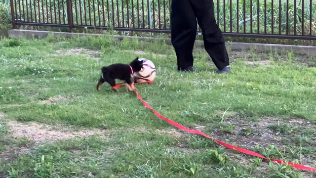 娘とサッカーするわんこ「さく」⭐︎我が家のわんこ・ワンちゃん⭐︎豆柴・犬の記事動画