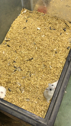 おねだりハムスターの記事動画