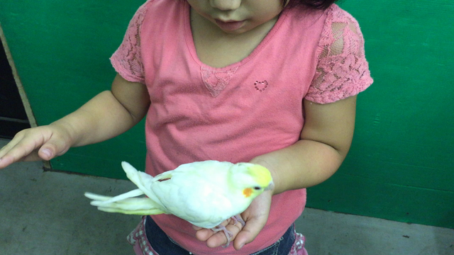 オカメインコの記事動画