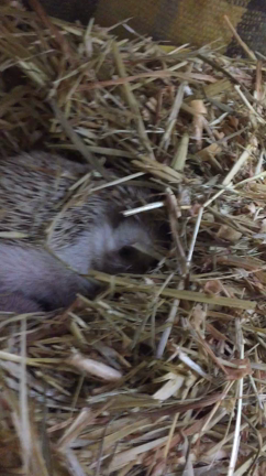 ハリネズミ出産の記事動画
