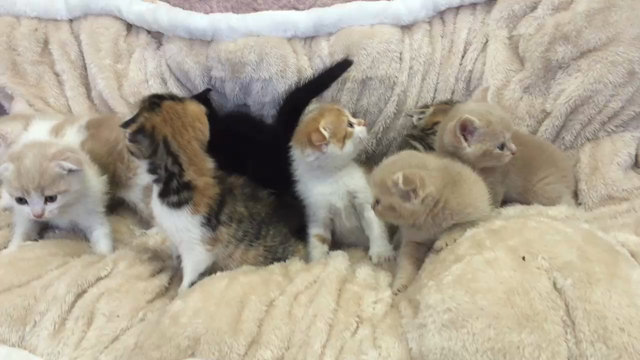 ニャンコの記事動画
