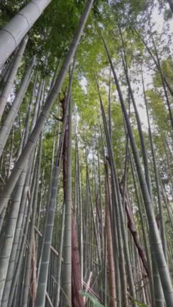 (続)神仏と共に関東大震災を阻止せよ 大難を小難へ  香取神宮にて8の記事動画