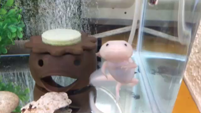 今日のうぱ吉ε(｡•ө•｡)зの記事動画