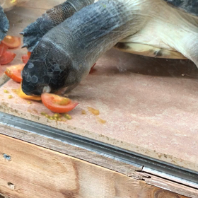 ボルネオカワガメ完全復活の画像