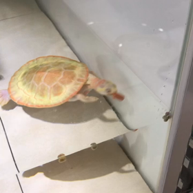 絶好調の画像