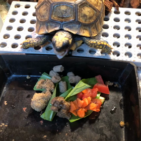 キアシガメの成長の画像