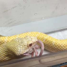 アルビノアオダイショウ、絶好調の画像