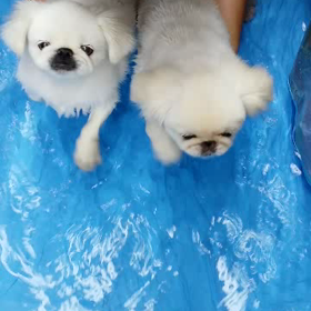 ひゃくぱーかなづちの画像