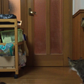 扉を開ける猫の画像