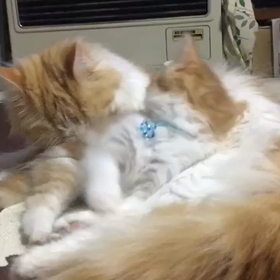 誰のこ？の画像