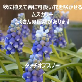 ムスカリコレクションの画像