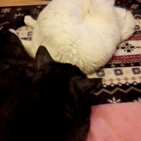 白猫＆黒猫の画像