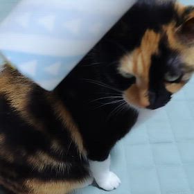 コロコロが好きなんですの画像