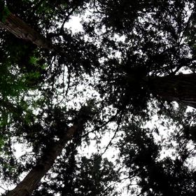 柳津虚空蔵尊　の画像