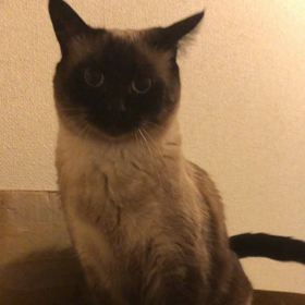 うちの寅次郎の画像