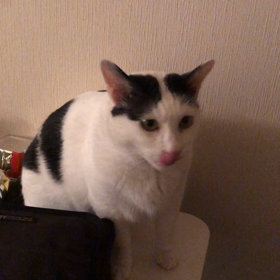 娘が東京出張なので今日は私がニャンコの食事当番です^_^の画像