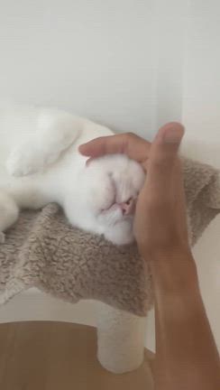 においの記事動画