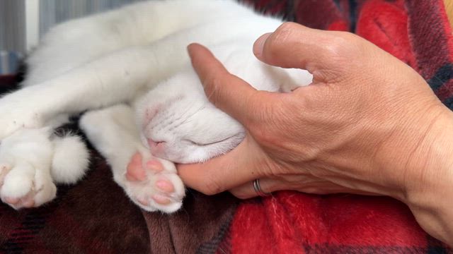 誰やの記事動画