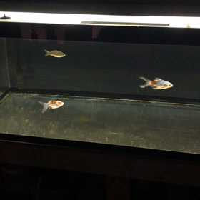 今日の金魚の画像