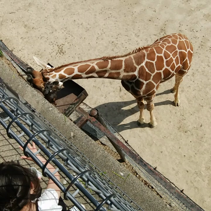 姫路セントラルパークの記事動画