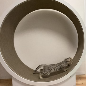 第8話 トレーニングの画像