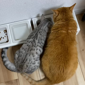 第13話 たべるの画像