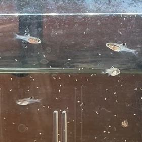 冬の稚魚の画像