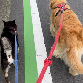きょうのわんこ。と、実母あれから。。の画像
