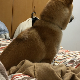 おやすみなさいの画像