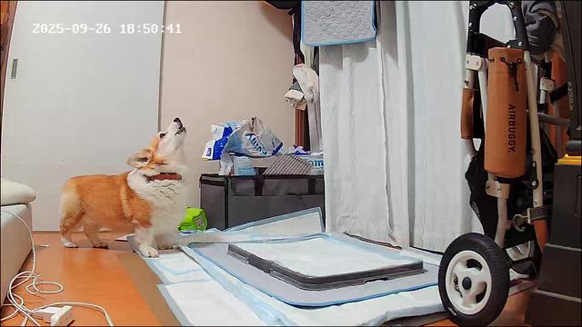 初めての体験の記事動画