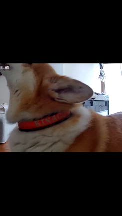 変態さ〜ん、いらっしゃ〜い！の記事動画