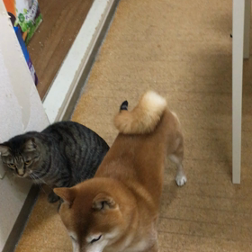 猫じゃらし争奪戦・Ⅱの画像