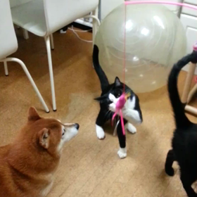 わいわいとの画像