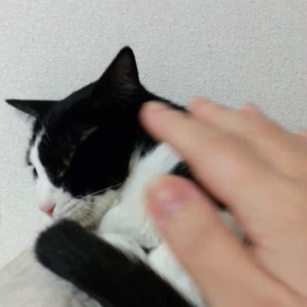 ワシャワシャとの画像