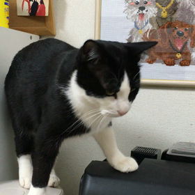 しまった！見られた！の画像