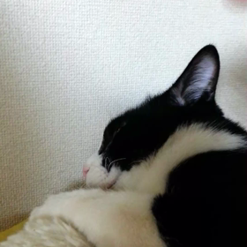 寝ていますの画像