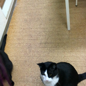 猫じゃらし争奪戦・Ⅰの画像