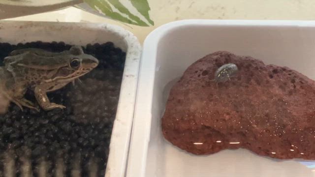 ダルマガエルがダンゴムシを捕食する瞬間？！の記事動画