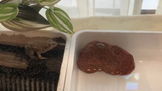 ダルマガエルがダンゴムシを捕食する瞬間？！の記事動画