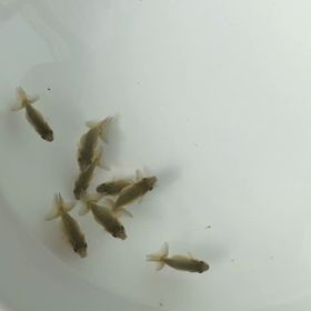 水換え三昧の画像