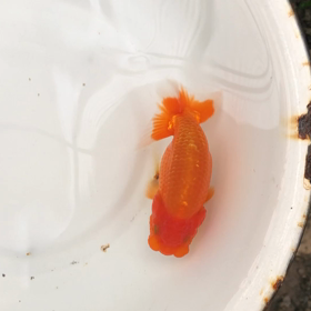 当歳魚の画像