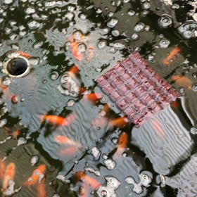 らんちゅう当歳魚の餌やりの画像